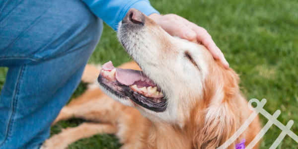 What Dogs Teach Us About Money