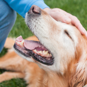 What Dogs Teach Us About Money